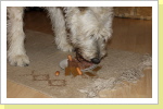 Heute feierte Ayme ihren 7. Geburtstag, Happy Birthday mein Plüschhase !!  23.09.2011